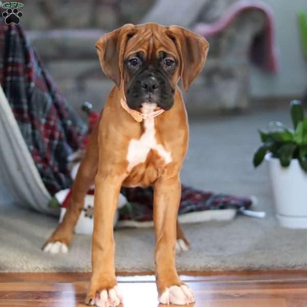 Oprah, Boxer Puppy